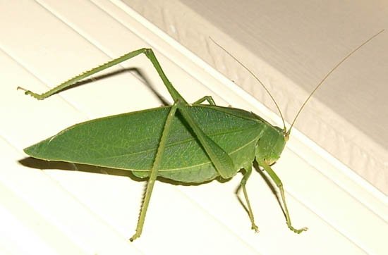 image katydid-pterophylla-2-jpg