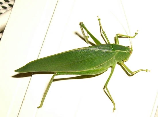 image katydid-pterophylla-3-jpg
