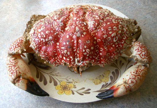 image king-crab-small-3-5kg-jpg
