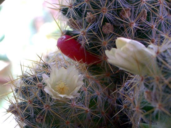 image mammillaria-prolifera-cactus-jpg