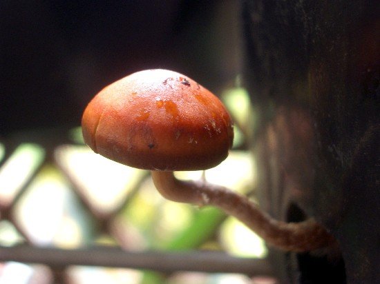 image mushroom-in-cymbidium-pot-jpg