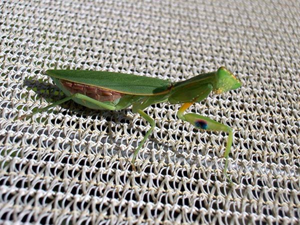 image praying-mantis-praying-mantid-stagomantis-2-jpg
