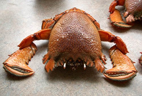 image spanner-crab-front-view-jpg