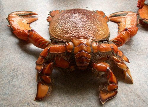 image spanner-crab-rear-view-jpg