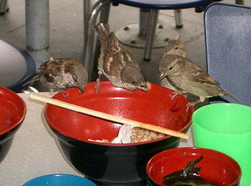 image sparrows-eating-out-2-melbourne-city-jpg