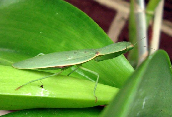 image sphodromantis-praying-mantis-1-jpg