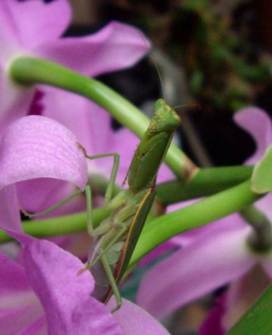 image sphodromantis-praying-mantis-2-jpg