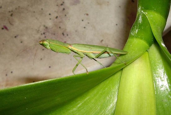 image sphodromantis-praying-mantis-3-jpg