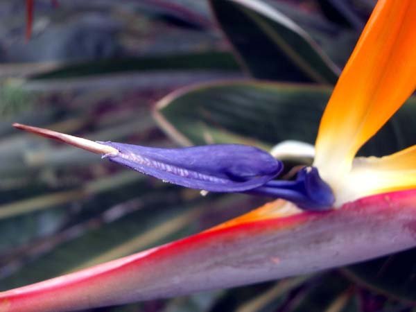 image bird-of-paradise-strelitzia-reginae-jpg