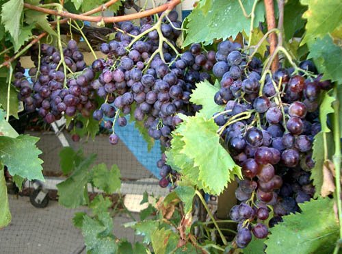 image black-muscatel-grapes-jpg