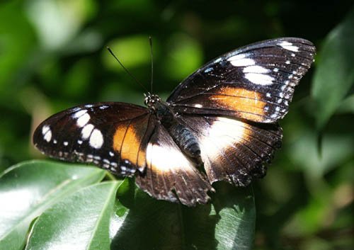 image butterfly-common-eggfly-or-varied-eggfly-female-jpg