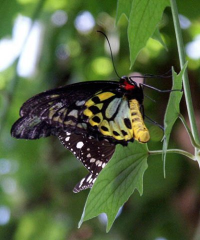 image butterfly-australian-birdwing-male-jpg