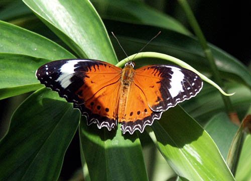 image butterfly-orange-lacewing-4-jpg