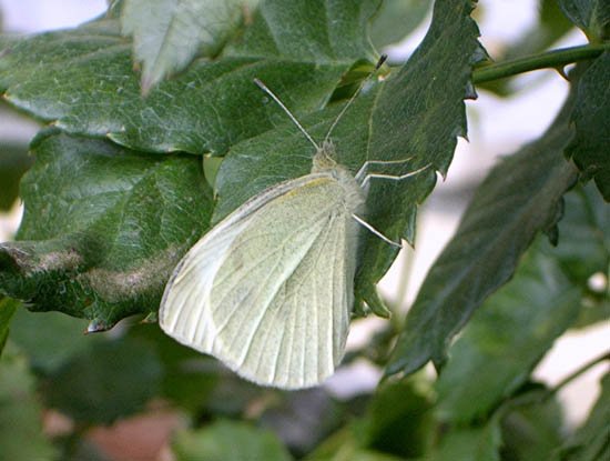 image cabbage-moth-1-jpg