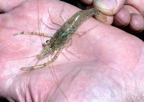 image freshwater-shrimp-murray-river-jpg