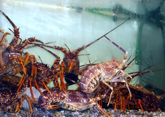 image lobsters-at-victoria-market-jpg