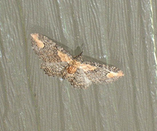 image moth-smallest-ive-seen-jpg