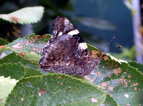 image moth-or-butterfly-jpg