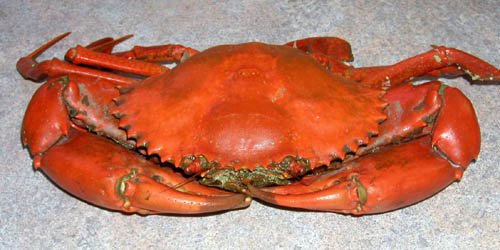 image mud-crab-2-cooked-queensland-jpg