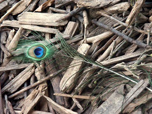 image peacock-feather-jpg