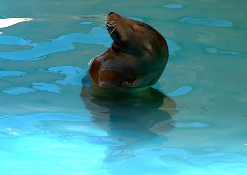 image resting-seal-sea-world-gold-coast-jpg