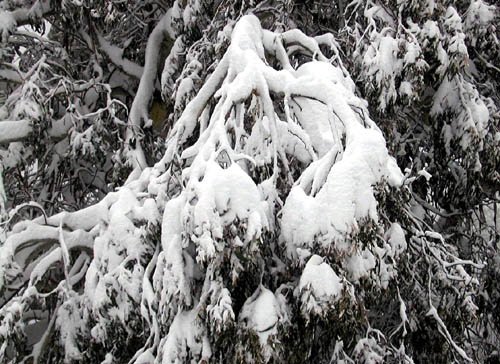 image snow-laden-branch-mt-buller-jpg