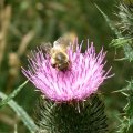 image bee-on-spear-or-black-thistle-cirsium-vulgare-2-jpg