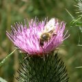image bee-on-spear-or-black-thistle-cirsium-vulgare-3-jpg
