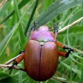 image beetle-at-tambo-river-1-jpg