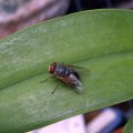image blowfly-on-orchid-leaf-jpg