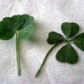 image clover-3-four-five-leaf-jpg