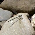 image dragonfly-1-jpg