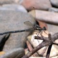 image dragonfly-3-jpg