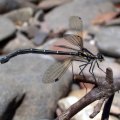 image dragonfly-5-jpg
