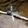 image dragonfly-blue-1-jpg
