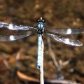 image dragonfly-blue-2-jpg