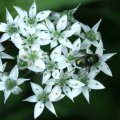 image fly-on-garlic-chives-inflorescence-jpg