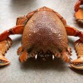 image spanner-crab-front-view-jpg