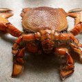 image spanner-crab-rear-view-jpg