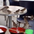 image sparrows-eating-out-1-melbourne-city-jpg