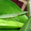 image sphodromantis-praying-mantis-1-jpg