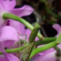 image sphodromantis-praying-mantis-2-jpg