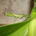 image sphodromantis-praying-mantis-3-jpg