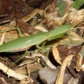 image sphodromantis-praying-mantis-4-jpg