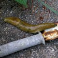 image banana-slug-washington-state-jpg