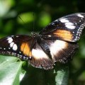 image butterfly-common-eggfly-or-varied-eggfly-female-jpg