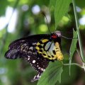 image butterfly-australian-birdwing-male-jpg