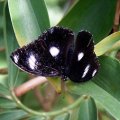 image butterfly-common-eggfly-male-jpg