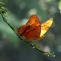 image butterfly-cruiser-male-jpg