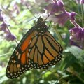 image butterfly-monarch-or-wanderer-adult-cropped-jpg